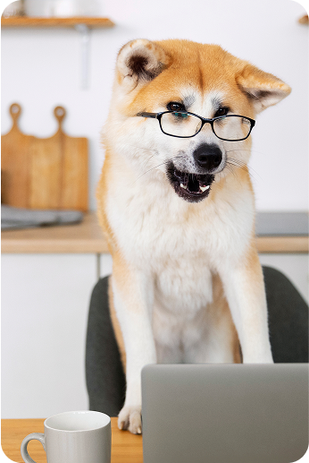 image of a dog wearing spectacles and working on a laptop