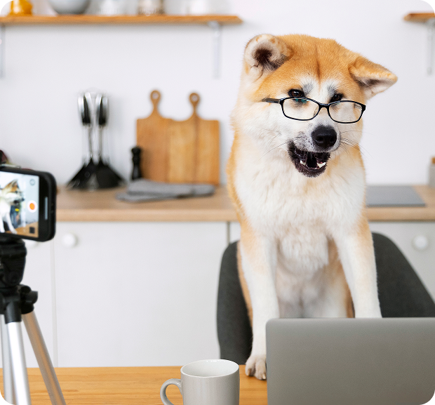 image of a dog wearing spectacles and working on a laptop