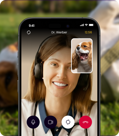 image of a vet on a videoacall with a dog