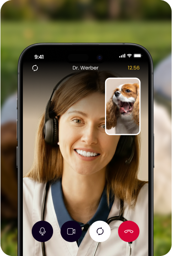 image of a vet on a videoacall with a dog
