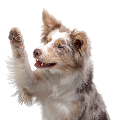 bottom-pane-pet