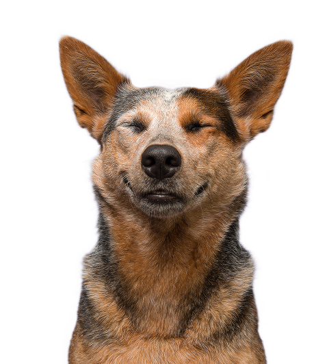 image of a dog smiling