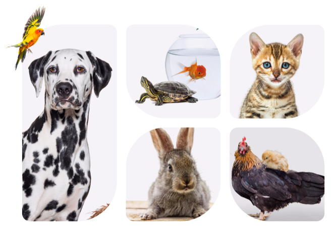 pets-banner-updated