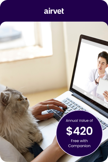 image of a cat watching a laptop screen