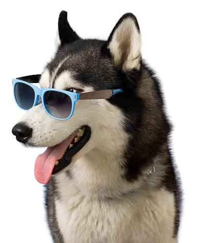 image of a dog wearing blue sjunglasses