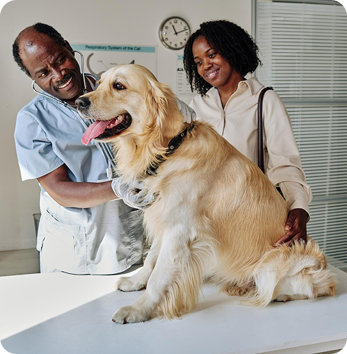 image of a vet examining a happy dog